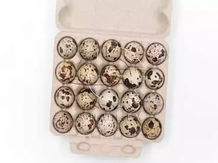 Quail egg tray
